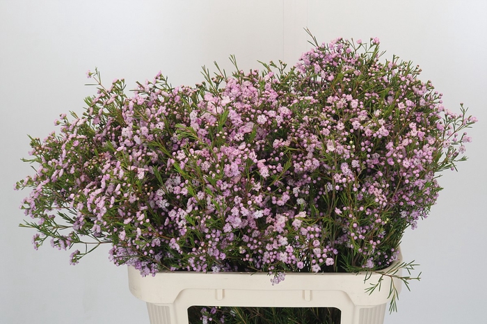Chamelaucium Dancing Queen