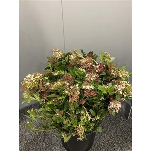 Viburnum Tinus Valeri