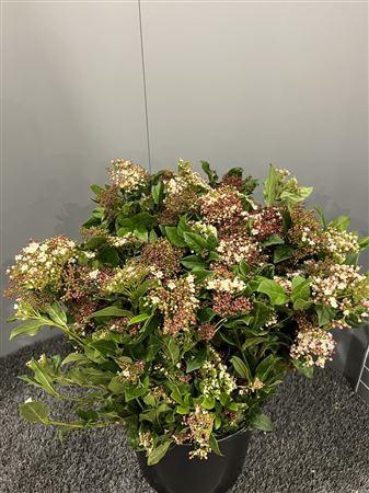 <h4>Viburnum Tinus Valeri</h4>