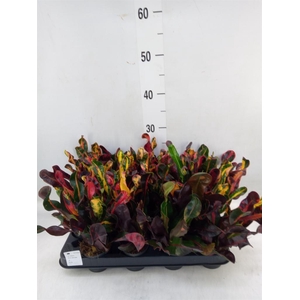 Codiaeum var. GR 'Mammi'