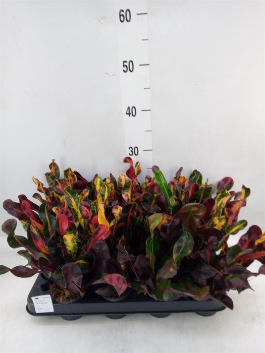 <h4>Codiaeum var. GR 'Mammi'</h4>