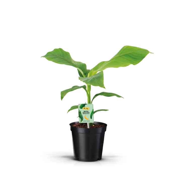 <h4>Musa Basjoo</h4>