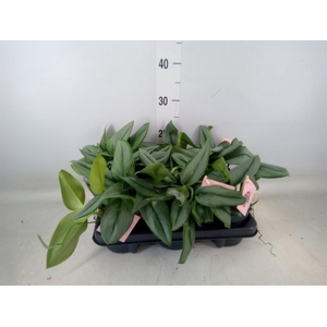 Scindapsus treubii 'Moonlight'