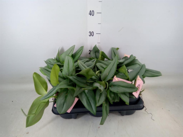 <h4>Scindapsus treubii 'Moonlight'</h4>