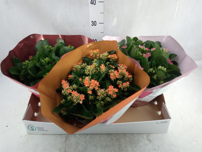 Kalanchoe blos.   ..mix 4