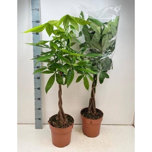 PACHIRA AQUATICA