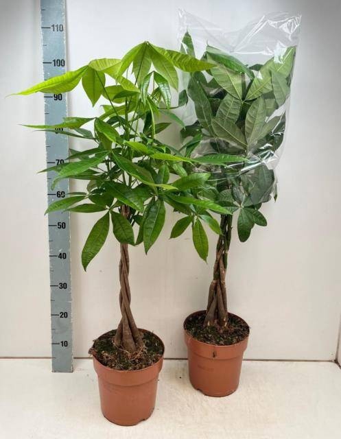 <h4>PACHIRA AQUATICA</h4>