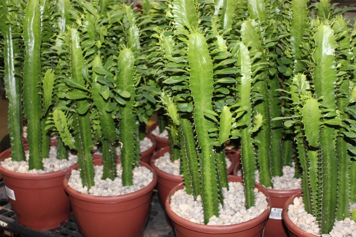 <h4>CACTUS EUPHORBIA TRIGONA P24</h4>