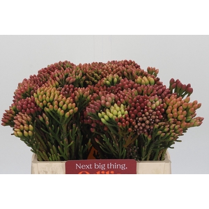 Kaaps Groen Red Brunia