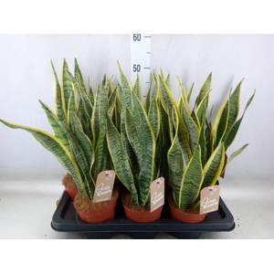 Sansevieria trifa. 'Laurentii'