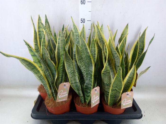 <h4>Sansevieria trifa. 'Laurentii'</h4>
