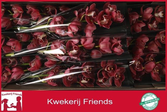 <h4>CYMB T HADES</h4>