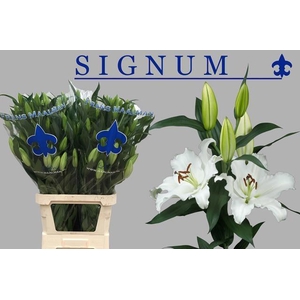 LI OR SIGNUM