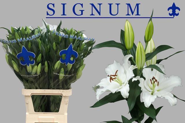 <h4>LI OR SIGNUM</h4>