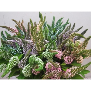 Lysimachia G Sweet Mix