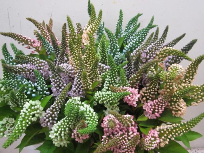 <h4>Lysimachia G Sweet Mix</h4>