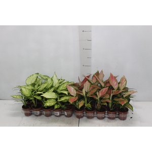 AGLAONEMA VARIADA P06