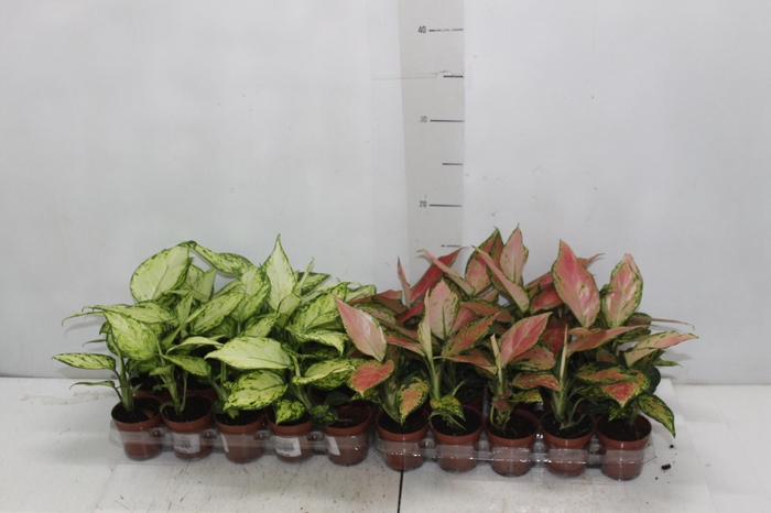 <h4>AGLAONEMA VARIADA P06</h4>