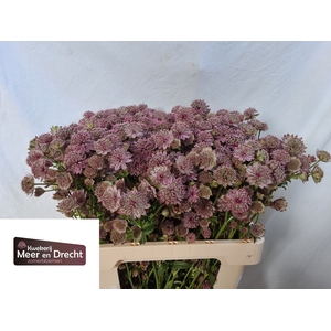 Astrantia Rosita Meer en Drecht