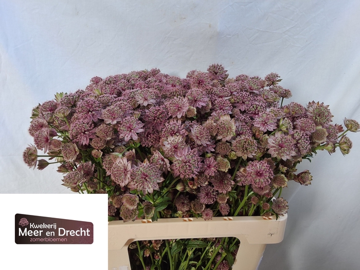 <h4>Astrantia Rosita Meer en Drecht</h4>