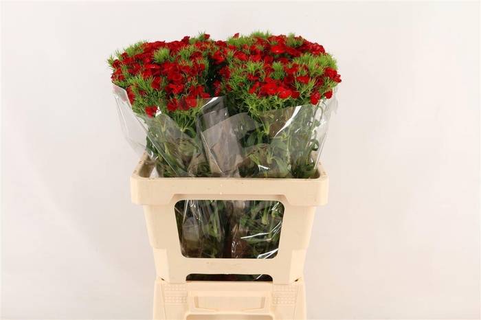 <h4>DI BARB BARON BRE</h4>