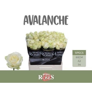 R GR AVALANCHE+ 22222