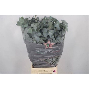 Euc Cinerea Per Bunch 300 Gram Extra