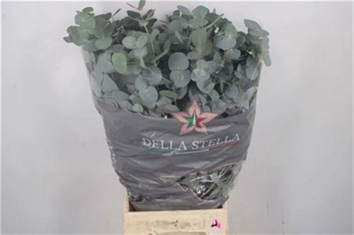 <h4>Euc Cinerea Per Bunch 300 Gram Extra</h4>