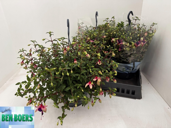 <h4>FUCHSIA B F GEORGIA</h4>