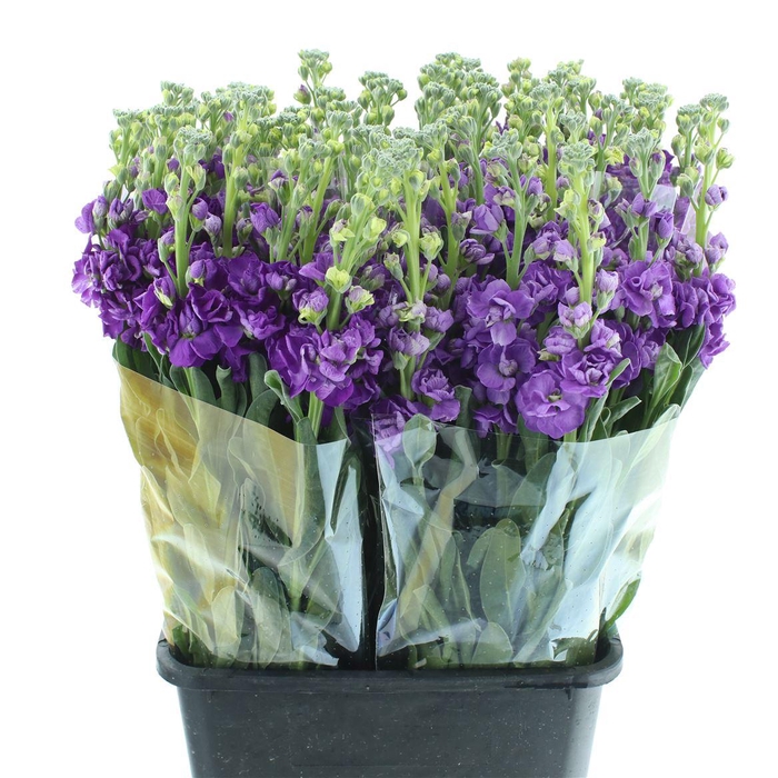 <h4>Matth Incana Iron Purple Extra</h4>