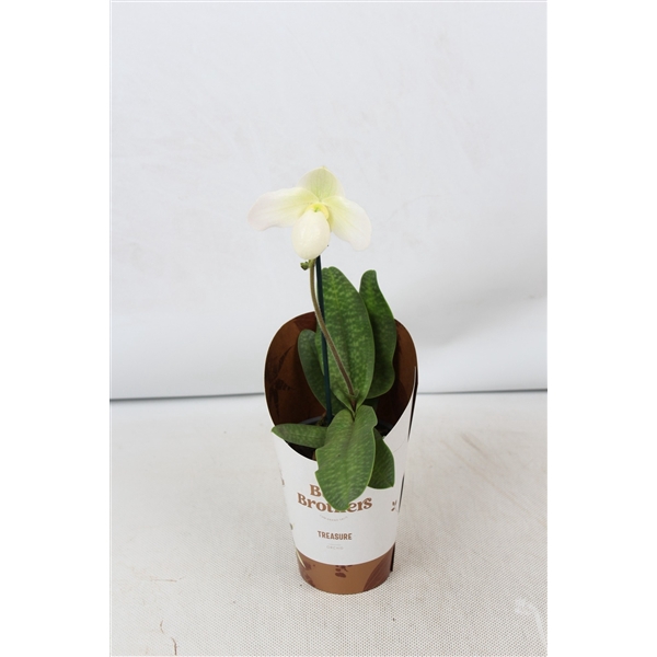 <h4>Paphiopedilum um Deperle 1 tak 9 cm</h4>