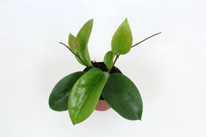 <h4>Hoya Surigaoensis EG 00897 12 cm</h4>