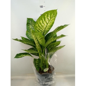 Dieffenbachia seg. 'Reeva'