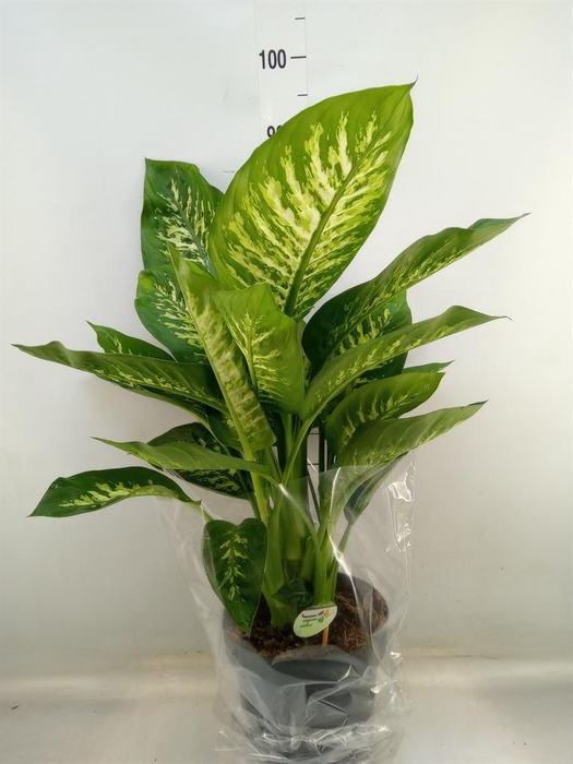 <h4>Dieffenbachia seg. 'Reeva'</h4>