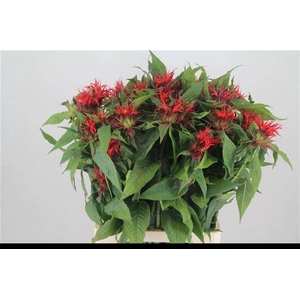 MONARDA RED FOUNTAIN
