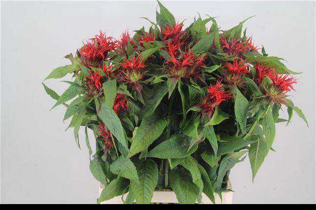 <h4>MONARDA RED FOUNTAIN</h4>
