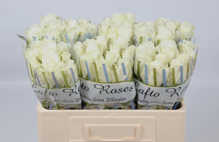 <h4>R GR NOVA VITA</h4>