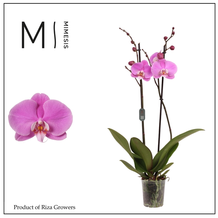 <h4>Phalaenopsis Murray 2 spike – 12cm | Mimesis</h4>