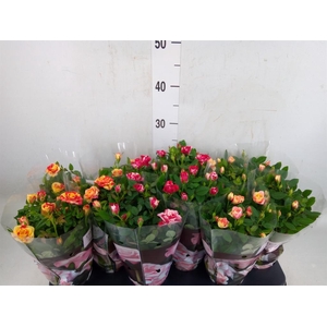 Rosa  'Victory'   ...mix