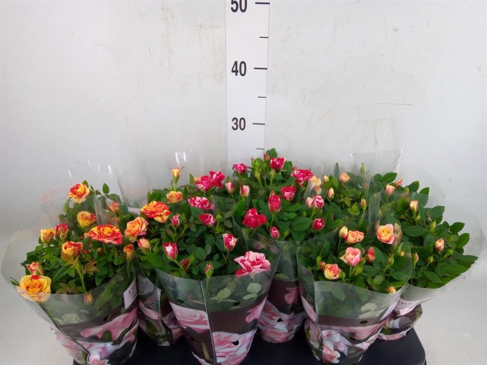 <h4>Rosa  'Victory'   ...mix</h4>