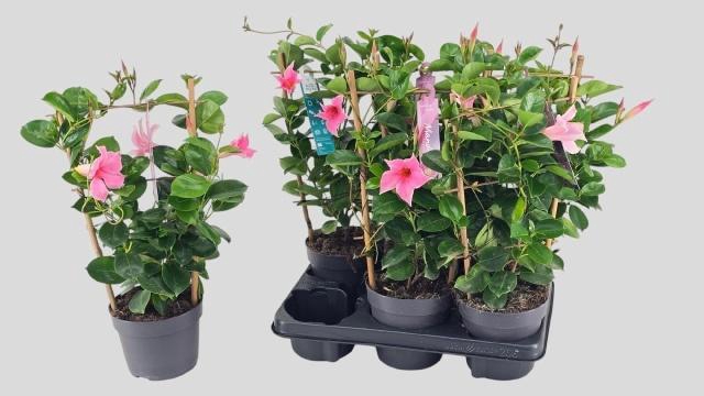 <h4>MANDE SUN CR PINK</h4>