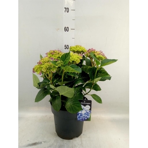 Hydrangea mac. 'Early'
