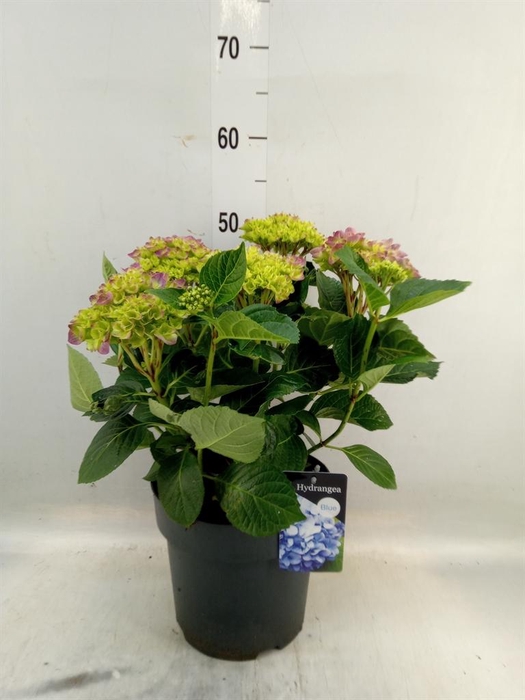 <h4>Hydrangea mac. 'Early'</h4>