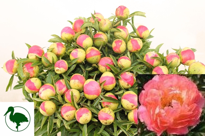 <h4>PAEO CORAL SUNSET</h4>