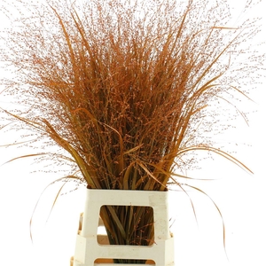 Siergras Klb Oranje