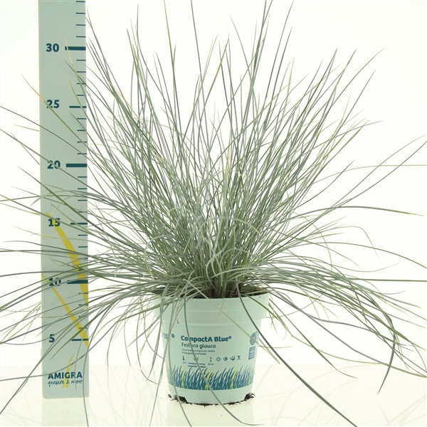 Festuca glauca CompactA Blue®