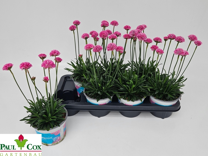 <h4>ARME PS DR DAYDREAM P14</h4>