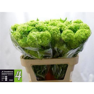 Viburnum Roseum St 4 Bal