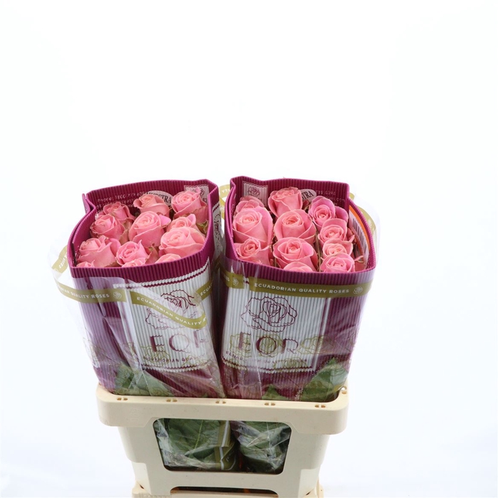 <h4>Rosa gr Hermosa+</h4>