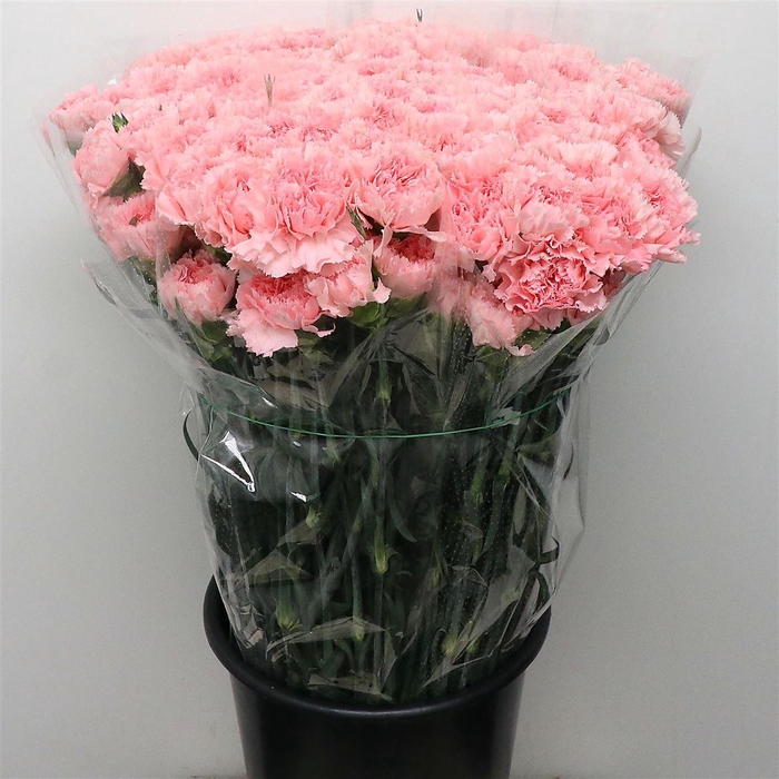 <h4>Di St Doncel Pink</h4>